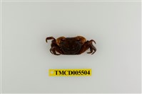 藏品(奧氏後相手蟹)的圖片